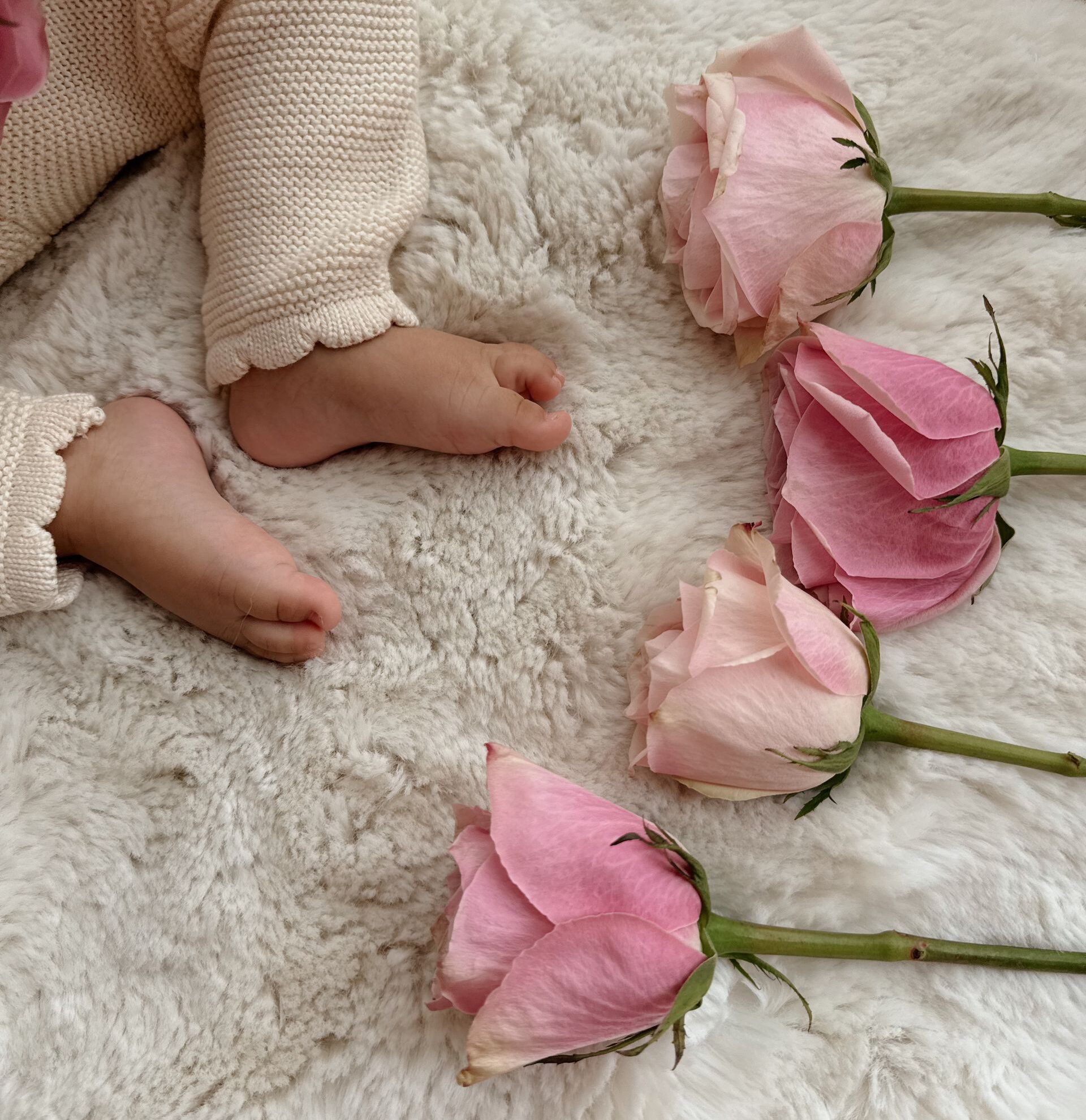 Yndige babyfødder i strikket tøj ved siden af ​​bløde, lyserøde roser på et blødt tæppe.